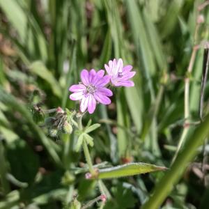 Geranium molle L. [1753] [nn75468] par Patrick Ressayre le 18/04/2026 - Saint-Alban-Auriolles