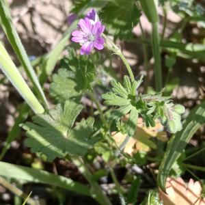 Geranium molle L. [1753] [nn75468] par Patrick Ressayre le 18/04/2026 - Saint-Alban-Auriolles