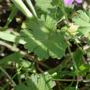 Geranium molle L. [1753] [nn75468] par Patrick Ressayre le 18/04/2026 - Saint-Alban-Auriolles