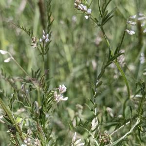 Ervilia hirsuta (L.) Opiz [1852] [nn25321] par Patrick Ressayre le 18/04/2026 - Saint-Alban-Auriolles