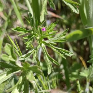 Geranium dissectum L. [1755] [nn29941] par Patrick Ressayre le 18/04/2026 - Saint-Alban-Auriolles