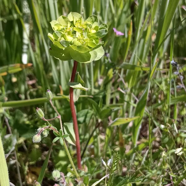 Euphorbia helioscopia subsp. helioscopia [nn81634] par Patrick Ressayre le 18/04/2026 - Saint-Alban-Auriolles