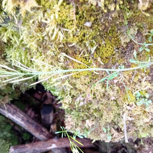 Cardamine parviflora