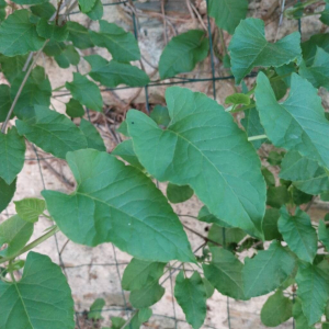Fallopia baldschuanica