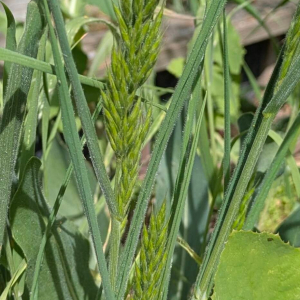 Bromus hordeaceus