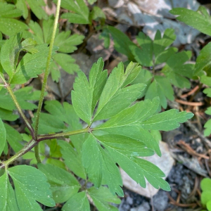 Anemonoides nemorosa