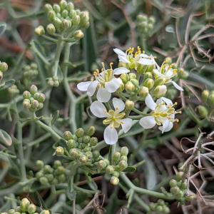 Hormathophylla spinosa