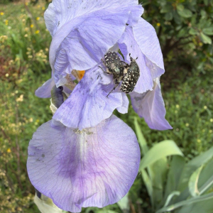 Iris pallida