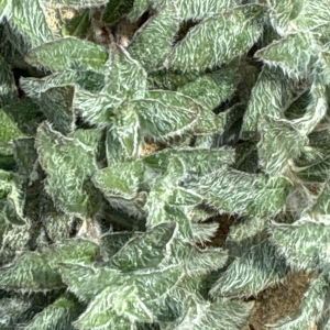 Hieracium eriophorum