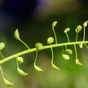Mummenhoffia alliacea (L.) Esmailbegi & Al-Shehbaz [2018] [nn168869] par Jean-Jacques Houdré le 16/04/2026 - Essertines-en-Donzy
