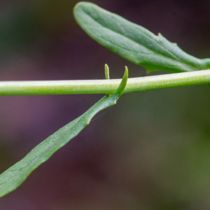 Mummenhoffia alliacea (L.) Esmailbegi & Al-Shehbaz [2018] [nn168869] par Jean-Jacques Houdré le 16/04/2026 - Essertines-en-Donzy