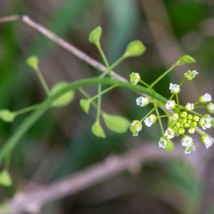 Mummenhoffia alliacea (L.) Esmailbegi & Al-Shehbaz [2018] [nn168869] par Jean-Jacques Houdré le 16/04/2026 - Essertines-en-Donzy