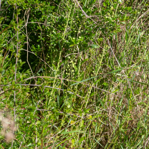 Mummenhoffia alliacea (L.) Esmailbegi & Al-Shehbaz [2018] [nn168869] par Jean-Jacques Houdré le 16/04/2026 - Essertines-en-Donzy