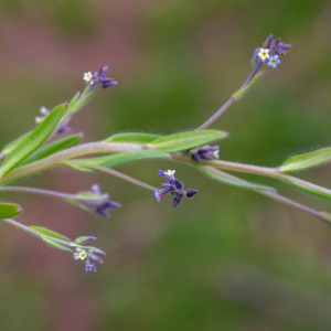 Myosotis discolor Pers. [1797] [nn43211] par Jean-Jacques Houdré le 16/04/2026 - Essertines-en-Donzy
