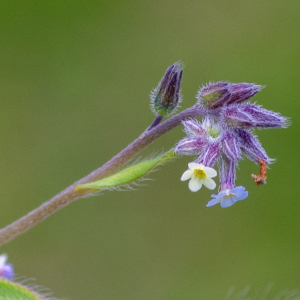 Myosotis discolor Pers. [1797] [nn43211] par Jean-Jacques Houdré le 16/04/2026 - Essertines-en-Donzy