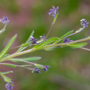 Myosotis discolor Pers. [1797] [nn43211] par Jean-Jacques Houdré le 16/04/2026 - Essertines-en-Donzy