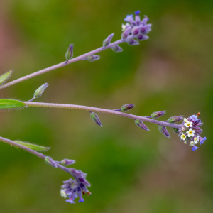 Myosotis discolor Pers. [1797] [nn43211] par Jean-Jacques Houdré le 16/04/2026 - Essertines-en-Donzy
