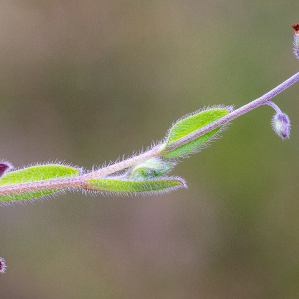 Myosotis ramosissima Rochel [1814] [nn43316] par Jean-Jacques Houdré le 16/04/2026 - Essertines-en-Donzy