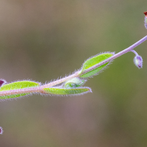 Myosotis ramosissima Rochel [1814] [nn43316] par Jean-Jacques Houdré le 16/04/2026 - Essertines-en-Donzy