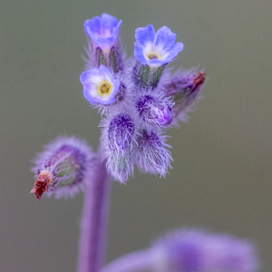 Myosotis ramosissima Rochel [1814] [nn43316] par Jean-Jacques Houdré le 16/04/2026 - Essertines-en-Donzy