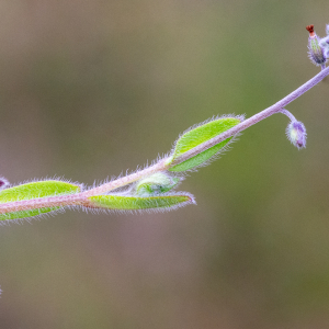 Myosotis ramosissima Rochel [1814] [nn43316] par Jean-Jacques Houdré le 16/04/2026 - Essertines-en-Donzy