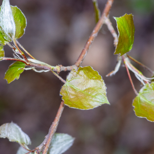 Populus tremula L. [1753] [nn52056] par Jean-Jacques Houdré le 16/04/2026 - Essertines-en-Donzy