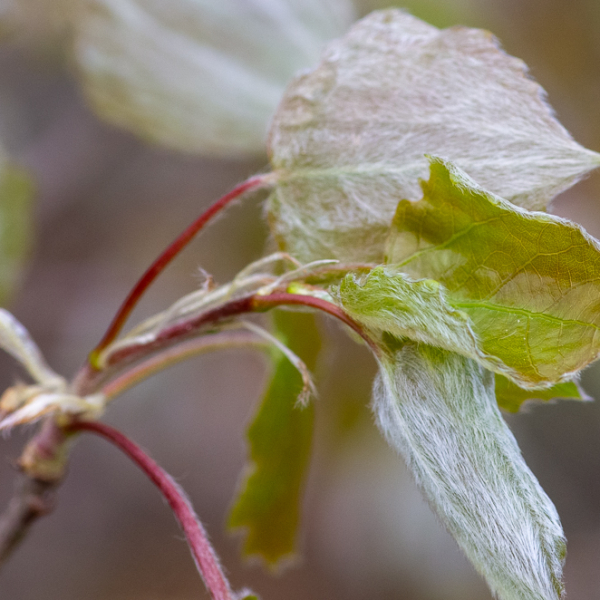 Populus tremula L. [1753] [nn52056] par Jean-Jacques Houdré le 16/04/2026 - Essertines-en-Donzy