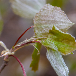 Populus tremula L. [1753] [nn52056] par Jean-Jacques Houdré le 16/04/2026 - Essertines-en-Donzy