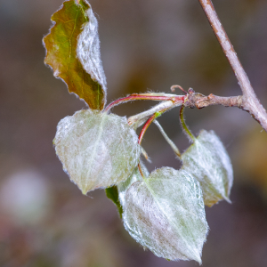 Populus tremula L. [1753] [nn52056] par Jean-Jacques Houdré le 16/04/2026 - Essertines-en-Donzy