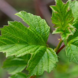 Ribes rubrum L. [1753] [nn75483] par Jean-Jacques Houdré le 16/04/2026 - Essertines-en-Donzy
