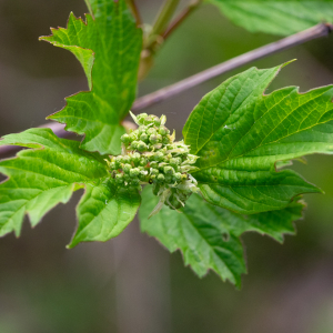 Ribes rubrum L. [1753] [nn75483] par Jean-Jacques Houdré le 16/04/2026 - Essertines-en-Donzy