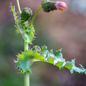 Sonchus asper (L.) Hill [1769] [nn65171] par Jean-Jacques Houdré le 16/04/2026 - Essertines-en-Donzy