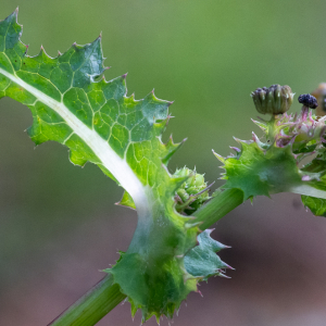 Sonchus asper (L.) Hill [1769] [nn65171] par Jean-Jacques Houdré le 16/04/2026 - Essertines-en-Donzy