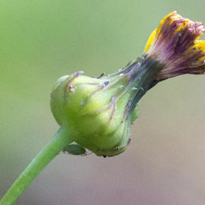 Sonchus asper (L.) Hill [1769] [nn65171] par Jean-Jacques Houdré le 16/04/2026 - Essertines-en-Donzy