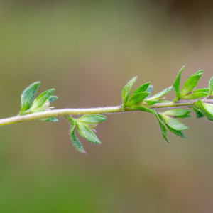 Veronica arvensis L. [1753] [nn71090] par Jean-Jacques Houdré le 16/04/2026 - Essertines-en-Donzy
