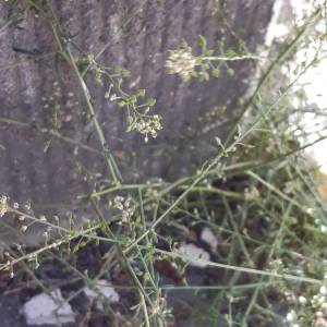 Lepidium graminifolium [nn105628] par Francoise PEYRISSAT le 04/09/2019 - 