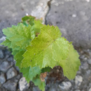 Betula pendula [nn85903] par Francoise PEYRISSAT le 04/09/2019 - 