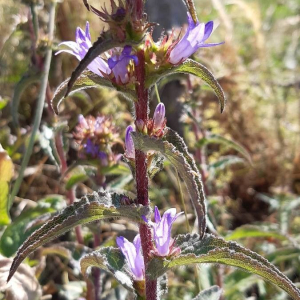 Campanula glomerata [nn87652] par Francoise PEYRISSAT le 14/08/2019 - 