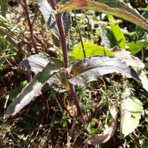 Campanula glomerata [nn87652] par Francoise PEYRISSAT le 14/08/2019 - 