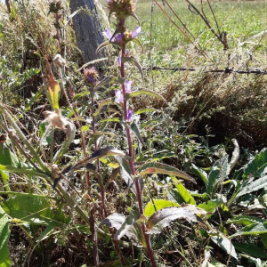 Campanula glomerata [nn87652] par Francoise PEYRISSAT le 14/08/2019 - 