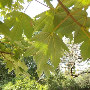 Acer pseudoplatanus [nn79783] par Francoise PEYRISSAT le 03/07/2019 - 