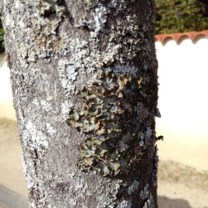 Acer pseudoplatanus [nn79783] par Francoise PEYRISSAT le 03/07/2019 - 