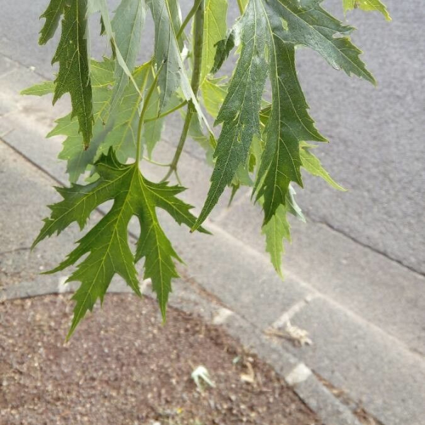 Acer saccharinum [nn79788] par Francoise PEYRISSAT le 03/07/2019 - 