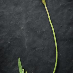 Plantago coronopus L. [1753] [nn49875] par Liliane Roubaudi le 16/04/2026 - Saint-Nazaire