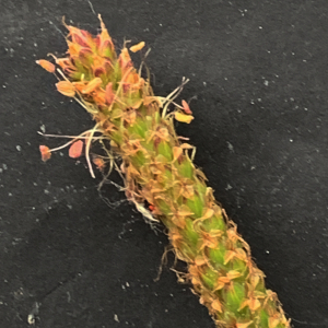 Plantago coronopus L. [1753] [nn49875] par Liliane Roubaudi le 16/04/2026 - Saint-Nazaire