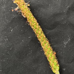 Plantago coronopus L. [1753] [nn49875] par Liliane Roubaudi le 16/04/2026 - Saint-Nazaire