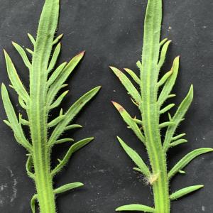 Plantago coronopus L. [1753] [nn49875] par Liliane Roubaudi le 16/04/2026 - Saint-Nazaire