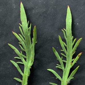 Plantago coronopus L. [1753] [nn49875] par Liliane Roubaudi le 16/04/2026 - Saint-Nazaire