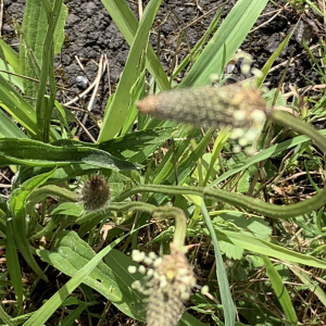 Plantago lanceolata L. [1753] [nn49948] par Liliane Roubaudi le 16/04/2026 - Saint-Nazaire