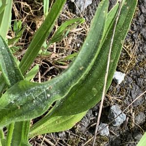 Plantago lanceolata L. [1753] [nn49948] par Liliane Roubaudi le 16/04/2026 - Saint-Nazaire